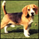  (Beagle)
