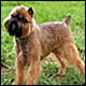  Կ͹ (Brussels Griffon)