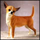  (Chihuahau)