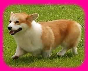عѢѹ 