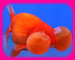 ҷͧѹ ͧ١