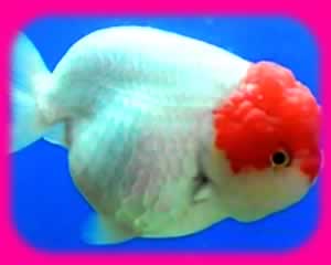 ҷͧѹ ͧԧ