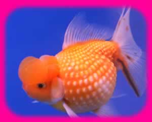 ҷͧѹ ͧ