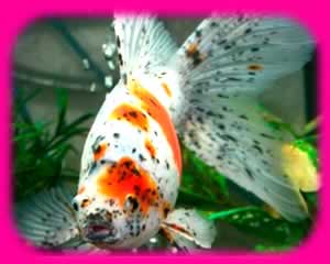 ҷͧѹ ٺاԧ