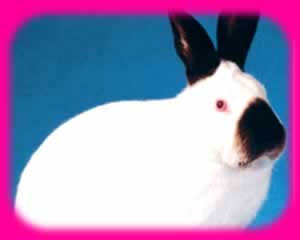е¾ѹ Կ