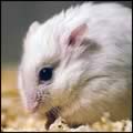˹ ¾ѹ Winter White hamster