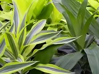 ʹҪԹ